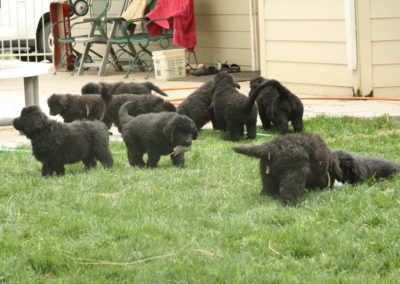 Puppies in the litter