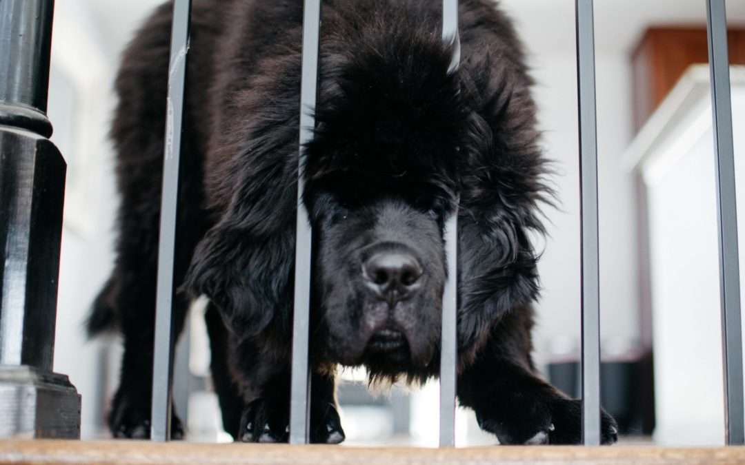 New Dog Profiles + Lots of New Newfie Pictures!