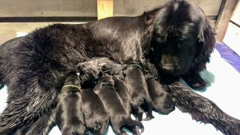 Puppies in the litter