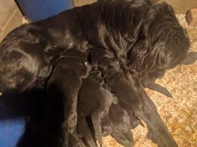 Puppies in the litter