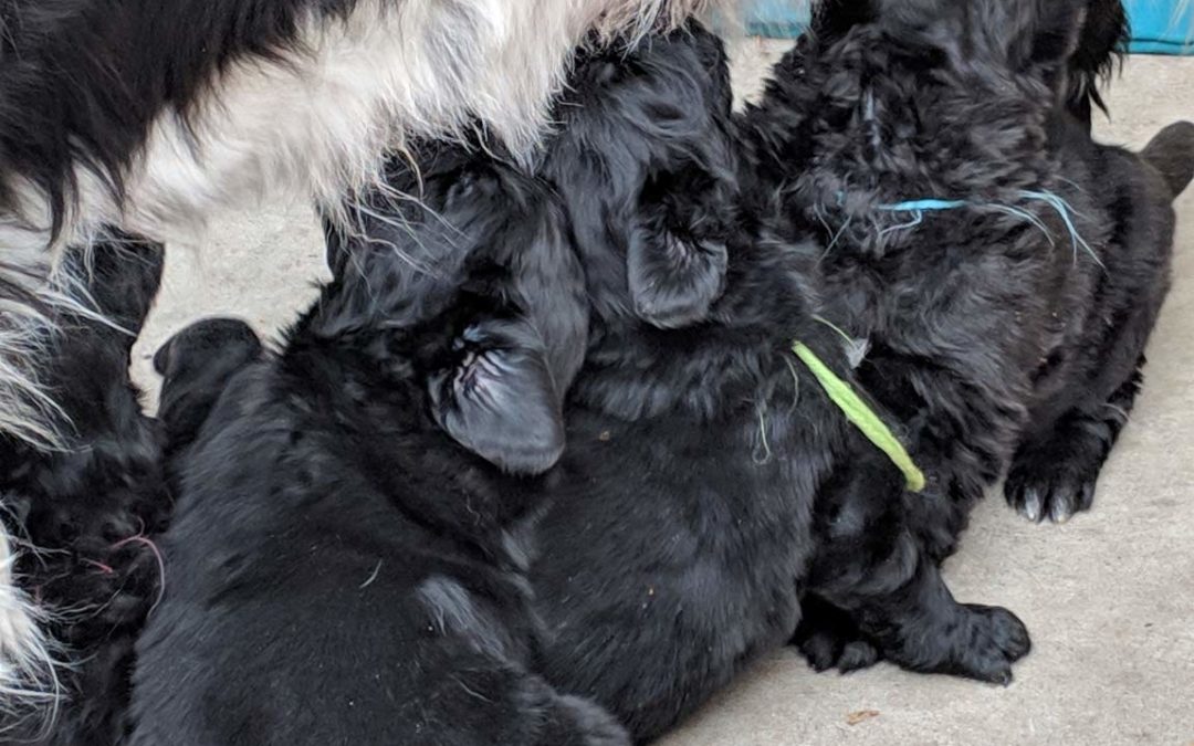 Bailey and Ray had their January 2019 Litter