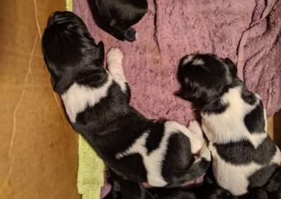 Puppies in the litter