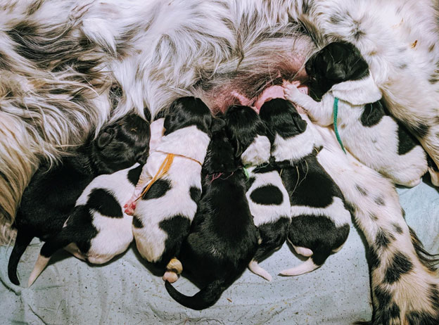 Margie & Solo Had 7 Puppies- 5 Boys & 2 Girls