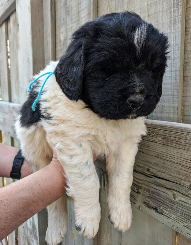 Available Puppies from Margie’s Litter | Nampa Newfies