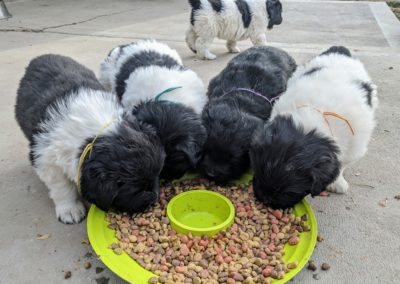 Chow time for Newfie pups