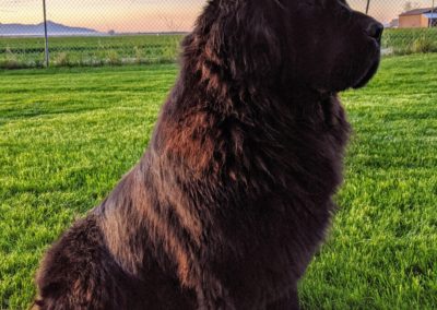 Newfie in Silhouette