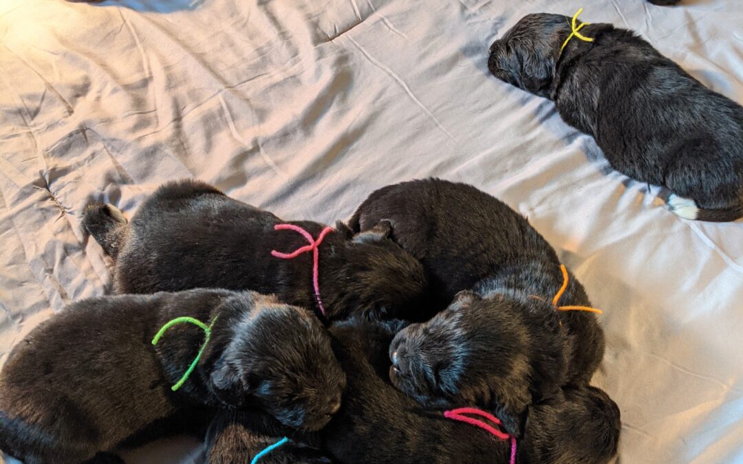 Available Puppies! — 2021 Fall Litter