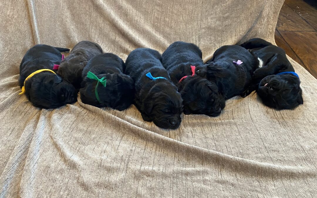 Available Puppies from Millie’s Litter