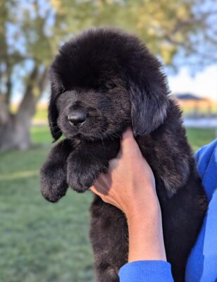 gorgeous Female Puppy