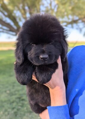 gorgeous Female Puppy