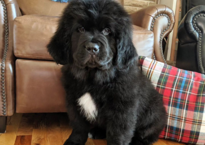 Nampa Newfies Black Puppies