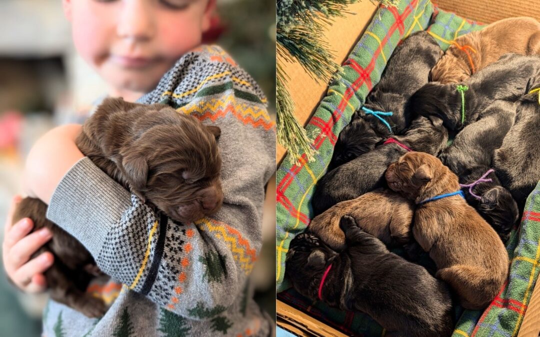 Reba’s December Litter is here and thriving!