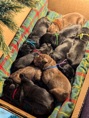 Puppies in the litter