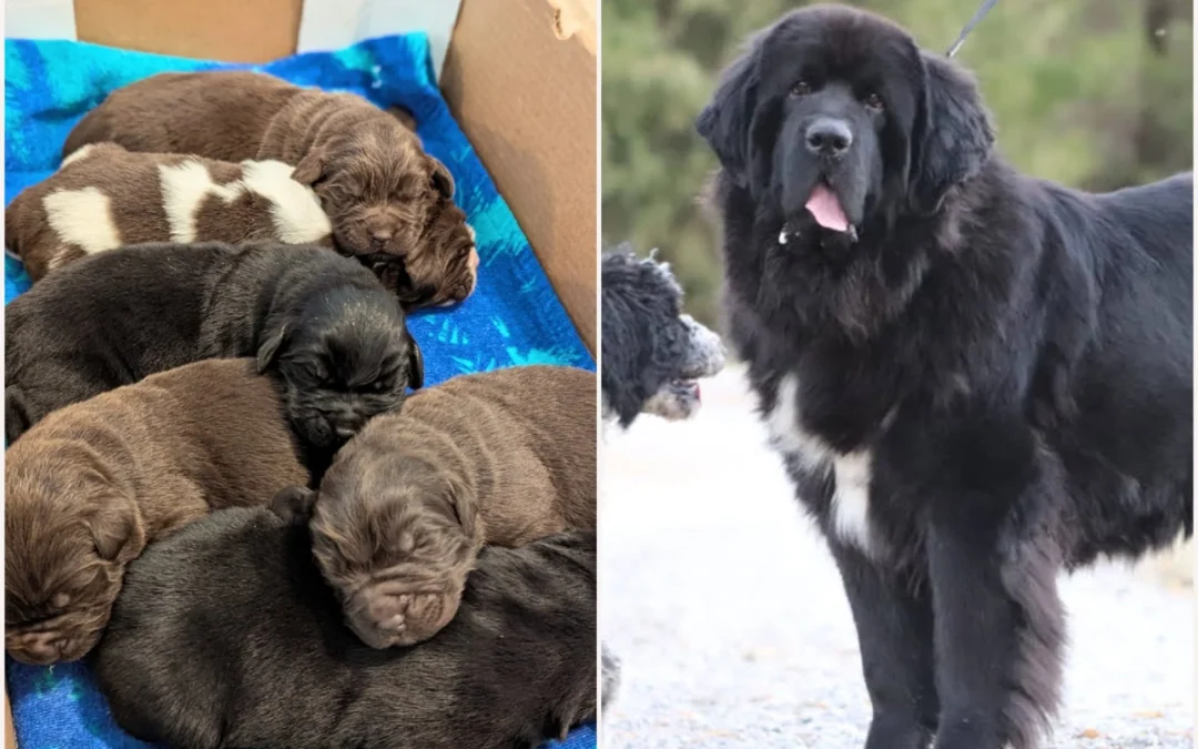 Chauncie had 6 Gorgeous Puppies!