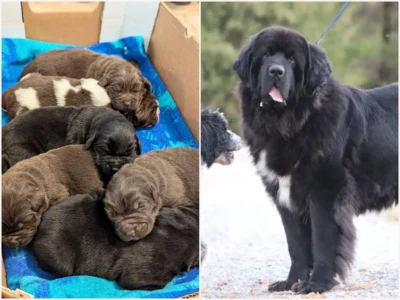 Chauncie and her 6 gorgeous puppies.
